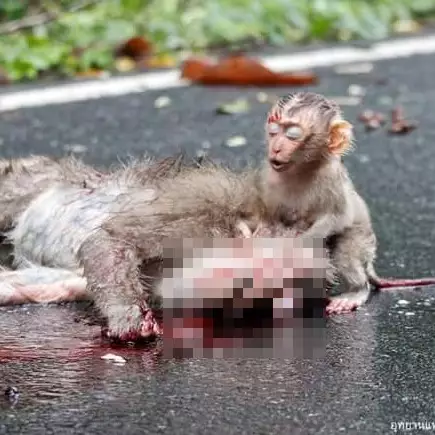 Induk jadi korban tabrak lari, ekspresi anak monyet ini mengharukan