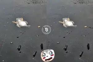 Drama penyelamatan bebek tenggelam kedinginan ini nyindir banget