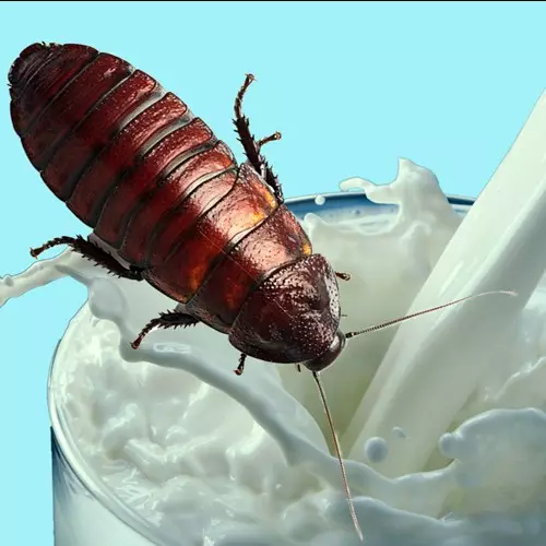 Susu kecoak ternyata lebih sehat dibanding susu sapi lho, mau mencoba?