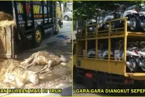 Bawa hewan kurban ngawur, belasan kambing ini mati semua di truk