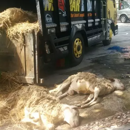Bawa hewan kurban ngawur, belasan kambing ini mati semua di truk
