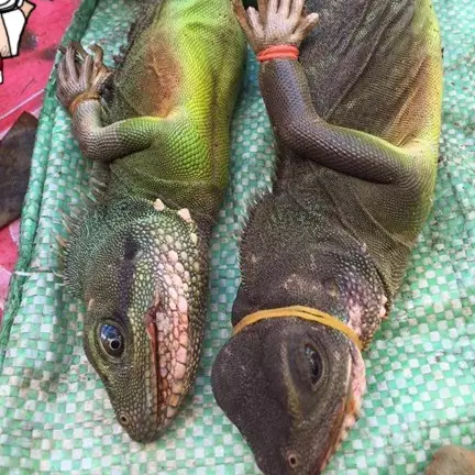 Daging hewan tak lazim konsumsi dijual bebas di pasar ini, apa aja ya?