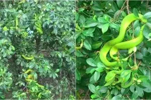 Orang ini memanen puluhan ekor ular pohon, bikin merinding deh!