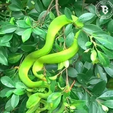 Orang ini memanen puluhan ekor ular pohon, bikin merinding deh!