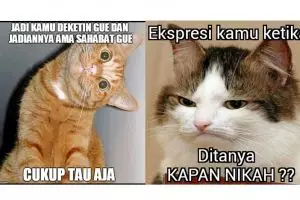 13 Foto kucing diedit jadi meme ini kocak dan bikin gemes