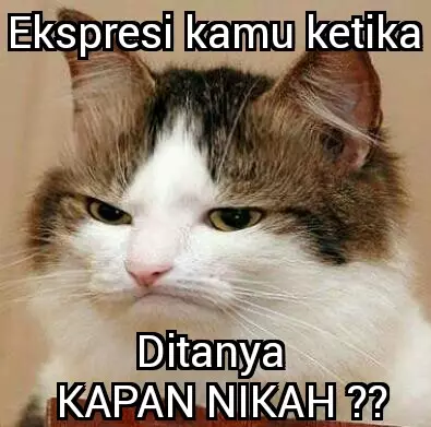 13 Foto kucing diedit jadi meme ini kocak dan bikin gemes
