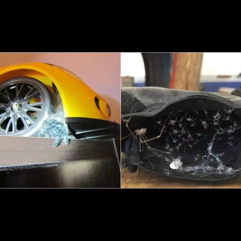 10 Foto ini bukti kalau laba-laba bisa bersembunyi di mana saja, ngeri