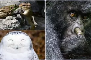 18 Karya kontes foto alam bebas ini nggak cuma keren tapi juga lucu