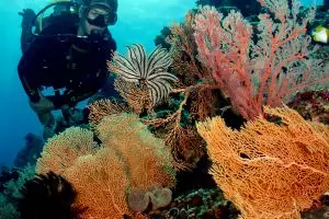 10 Surga bawah laut Indonesia yang bikin kagum dunia