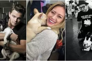 French Bulldog, anjing yang menggemaskan peliharaan para selebriti