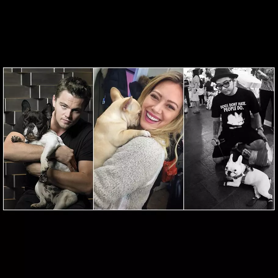 French Bulldog, anjing yang menggemaskan peliharaan para selebriti