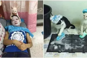 8 Kucing imut ini beraksi bak pembantu rumah tangga