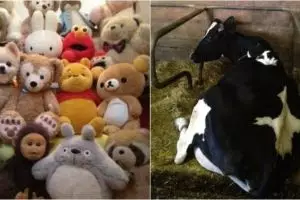 Kamu jago jika mampu temukan 6 hewan yang berkamuflase di foto ini