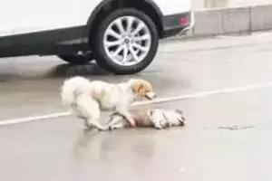 Bikin haru, anjing ini bangunkan temannya yang mati tertabrak mobil