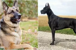 Meski terlihat menggemaskan, 10 anjing ini terkenal paling berbahaya