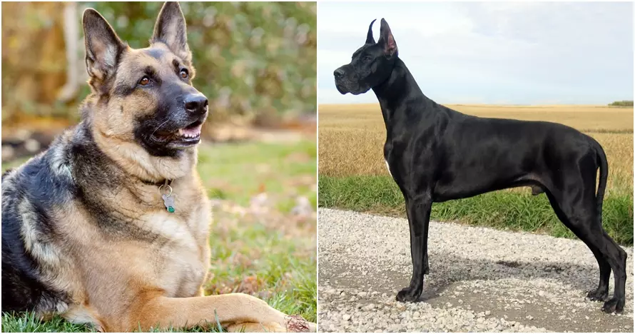 Meski terlihat menggemaskan, 10 anjing ini terkenal paling berbahaya