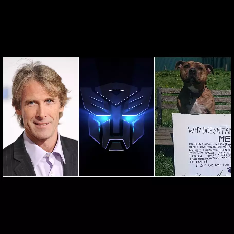 Freya, ditolak 18 ribu kali adopsi, kini bintangi Transformer 5