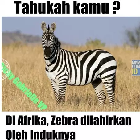 13 Meme kocak 'tahukah kamu' ini bikin cekikikan