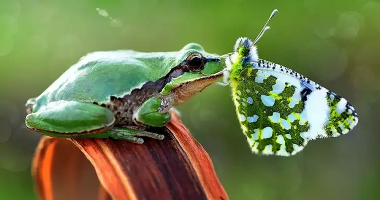 15 Potret kupu-kupu saat bersama hewan lainnya, kerennya luar biasa