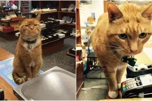 Kucing ini menjaga toko selama 9 tahun, tingkahnya menggemaskan banget