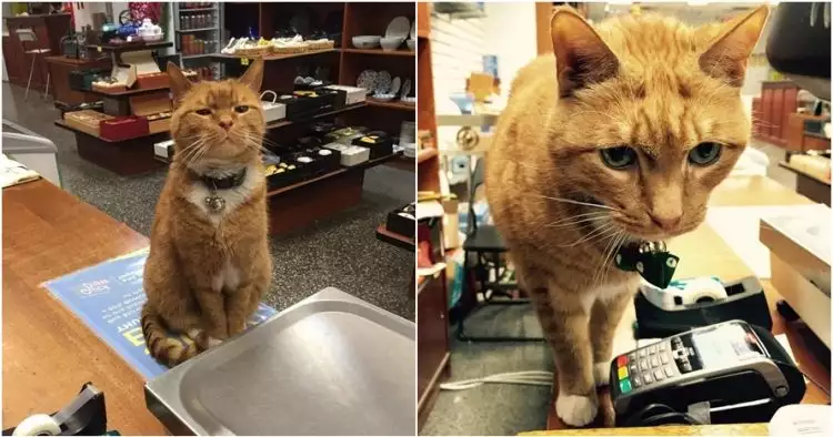 Kucing ini menjaga toko selama 9 tahun, tingkahnya menggemaskan banget