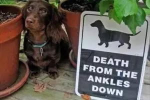 10 Binatang di balik papan 'Beware of Dog' ini bakal bikin kamu kaget