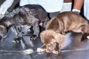 Dua anjing ini selamat meski terkurung di kontainer hampir sebulan