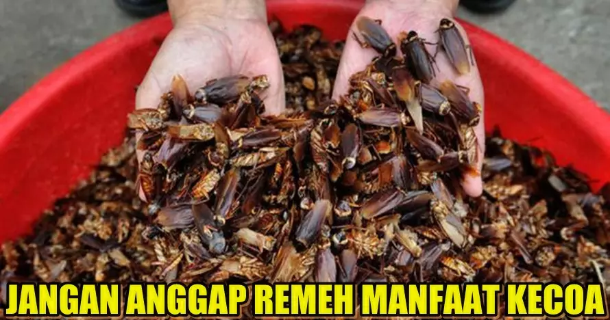 Kecoak ternyata punya manfaat kesehatan yang nggak main-main