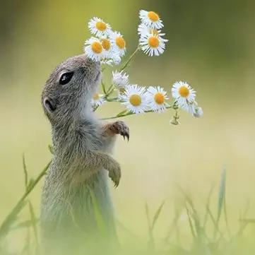 14 Potret hewan mencium bunga ini ngegemesin banget