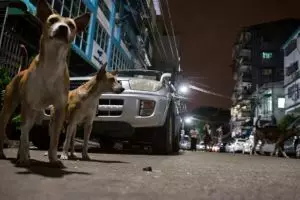 Tak disangka, kota di  Asia ini dihuni oleh 100.000 ekor anjing