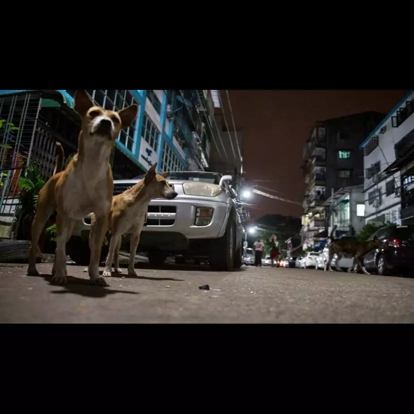 Tak disangka, kota di  Asia ini dihuni oleh 100.000 ekor anjing