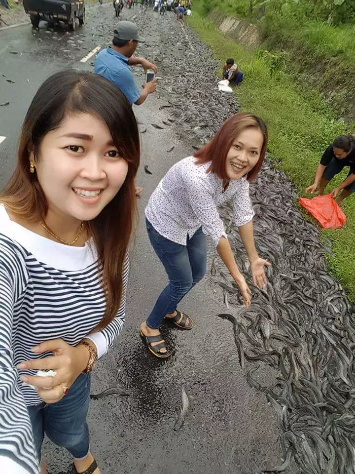 Truk peternak ini terguling, ratusan lele tumpah jadi rebutan warga