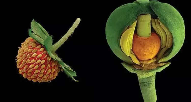 8 Buah-buahan yang dijepret pakai mikroskop ini kece abis