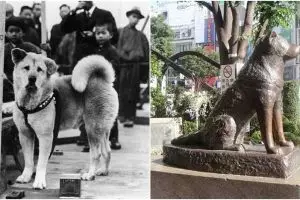 10 Foto hari-hari terakhir Hachiko ini bukti anjing hewan setia