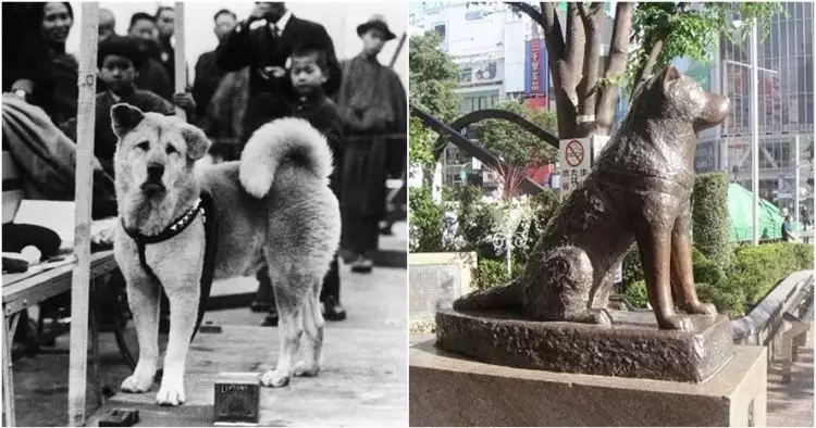 10 Foto hari-hari terakhir Hachiko ini bukti anjing hewan setia