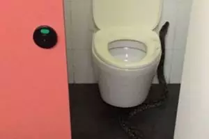 Piton sepanjang dua meter ini ditemukan di kampus beken Singapura