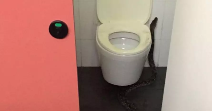 Piton sepanjang dua meter ini ditemukan di kampus beken Singapura