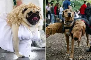 10 Anjing dengan kostum yang menakjubkan ini dijamin bikin gemes