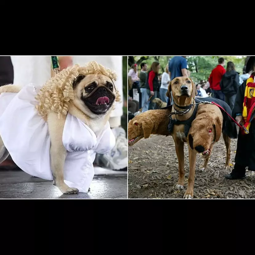 10 Anjing dengan kostum yang menakjubkan ini dijamin bikin gemes