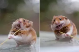 15 Tingkah hewan tengah makan ini kocak dan bikin gemes