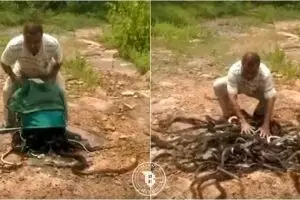 Dinilai bisa bantu petani, 285 ekor ular ini dilepas ke habitatnya