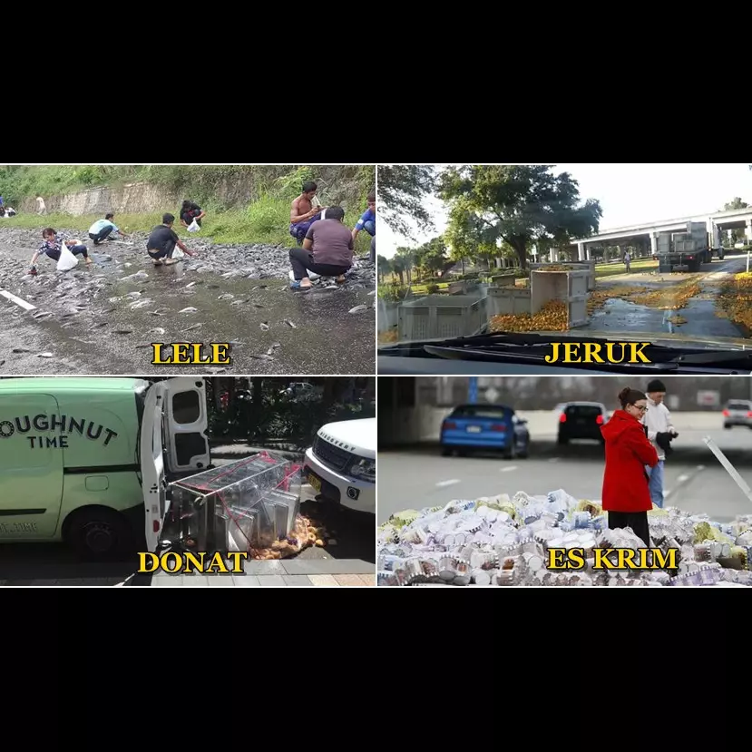 15 Foto hewan &amp; makanan ini tumpah di jalan saat diangkut, sayang ya?