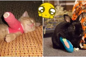 17 Foto hewan imut pakai gips ini lucu tapi juga bikin iba