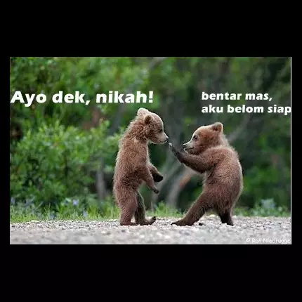 15 Meme ekspresi beruang ini juga kocak, nggak kalah sama kucing