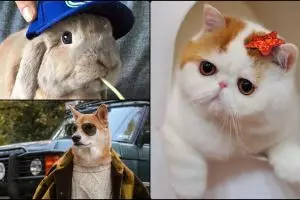 10 Hewan ini punya akun Instagram sendiri, followernya bikin melongo