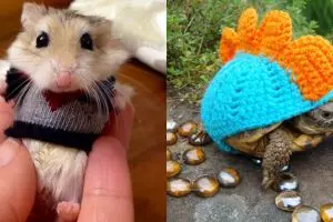 10 Hewan mungil pakai sweater ini lucunya kebangetan