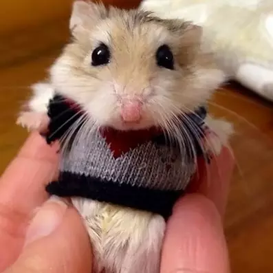 10 Hewan mungil pakai sweater ini lucunya kebangetan