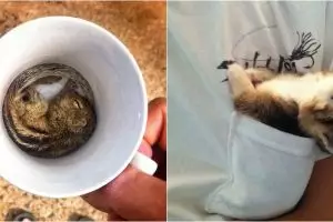 15 Foto hewan yang tertidur di sembarang tempat ini bikin gemes