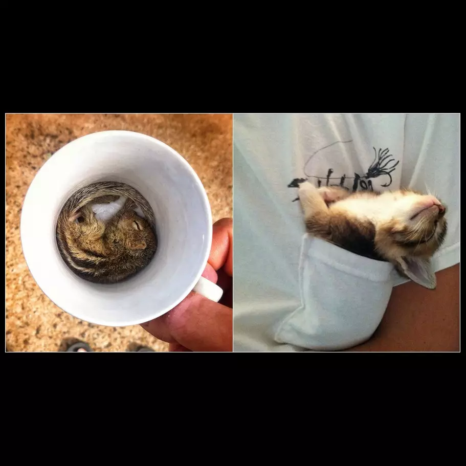 15 Foto hewan yang tertidur di sembarang tempat ini bikin gemes