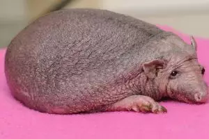 Belum pernah melihat landak tanpa duri? Begini penampakannya